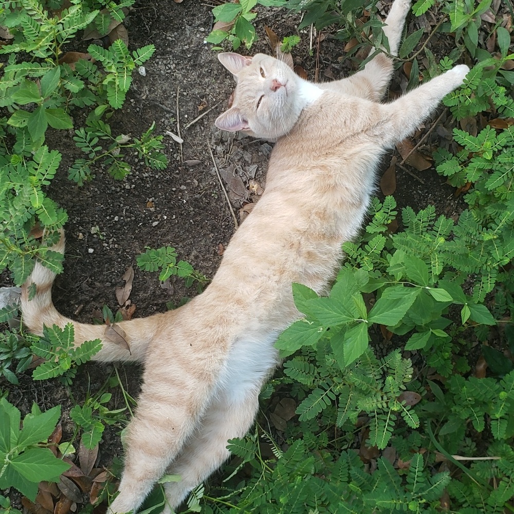 Meet your Posher, Fishy